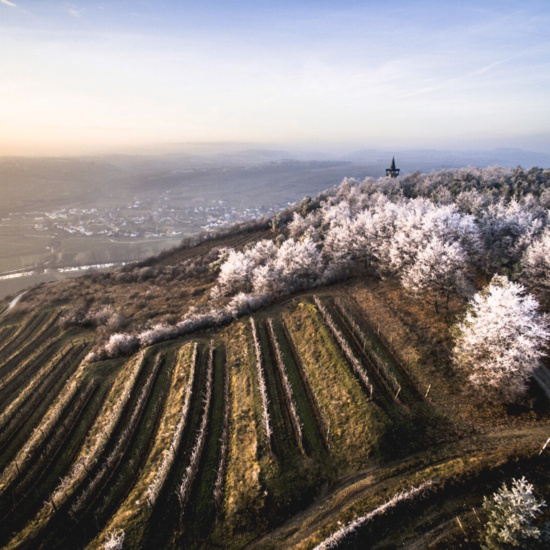 Weingut Steininger GmbH