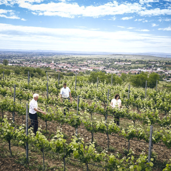 Weingut Steininger GmbH